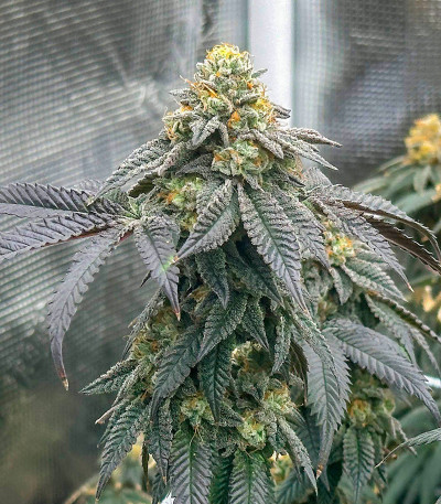 Humboldt Pound Cake fem (Humboldt Seed Company) семена конопли