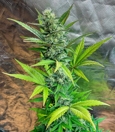 Jet Fuel Mandarine XL Auto fem (Sweet Seeds) семена конопли