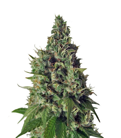 Orange Hill Special regular (Dutch Passion) семена конопли