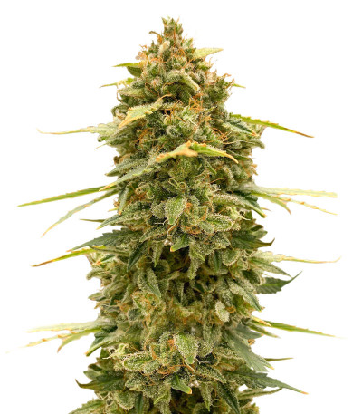 Original Auto Skunk fem (FastBuds) семена конопли