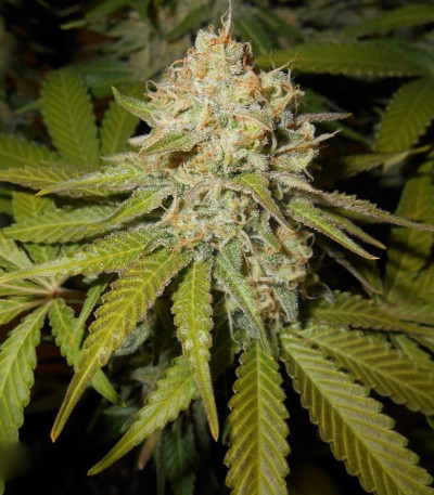 Pure AK fem (Female Seeds) семена конопли