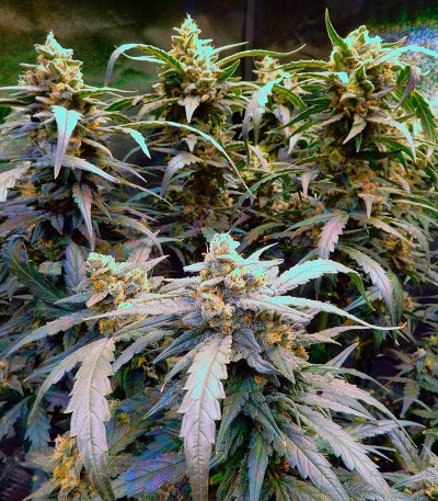 Rhino Ryder Auto fem (FastBuds) семена конопли