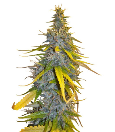 S.A.D. Sweet Afgani Delicious S1 fem (Sweet Seeds) семена конопли