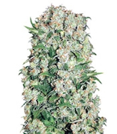 White Prussian fem семена конопли