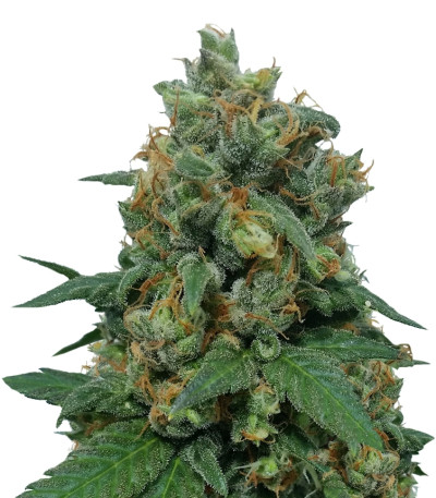Vanilla Kush fem (Barney's Farm) семена конопли