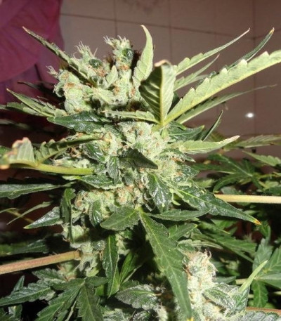 Buddha White Dwarf auto fem семена конопли