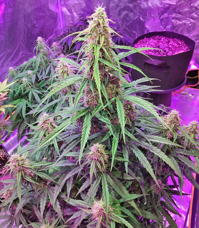Fruit Punch Auto fem семена конопли