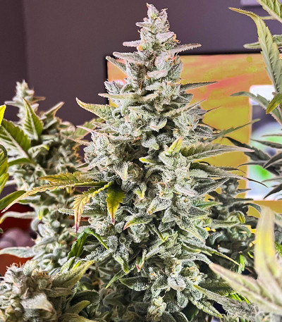 Green Gelato Automatic fem (RQS) семена конопли