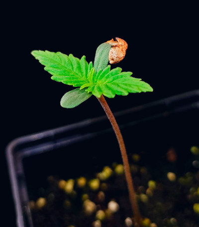 Guava Auto fem (FastBuds Seeds) семена конопли