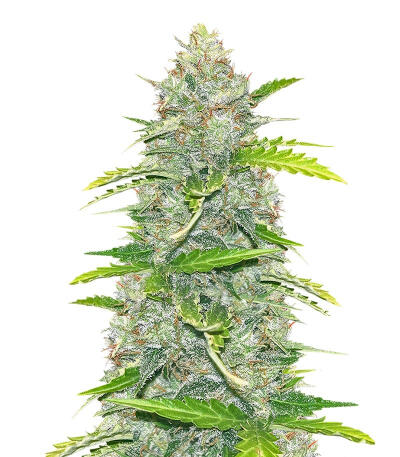 Blue Dream Autoflower fem (Seedkeepers) семена конопли