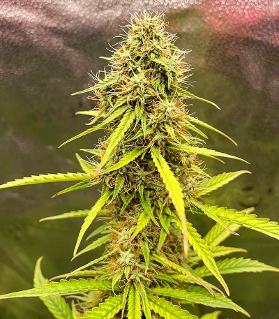 CBD Lemon Auto fem (Herbies Seeds) семена конопли