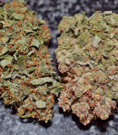 Californian Snow auto fem семена конопли