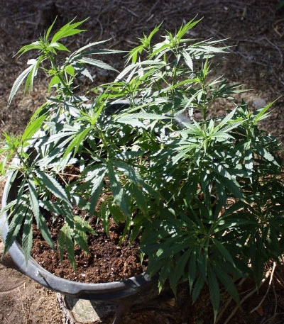 Cheese fem (Vision Seeds) семена конопли