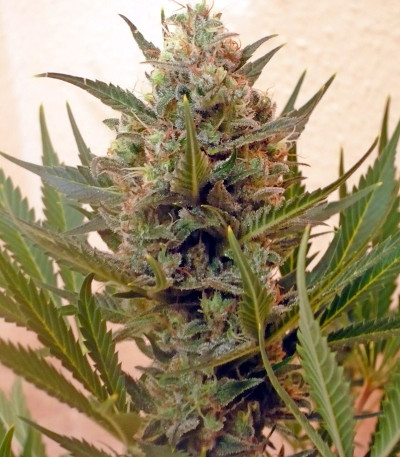 Chrystal fem (Nirvana Seeds) семена конопли