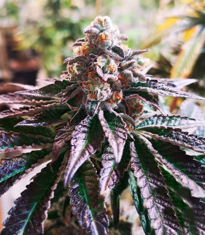 Cookies Purple Punch fem (Medical Seeds) семена конопли