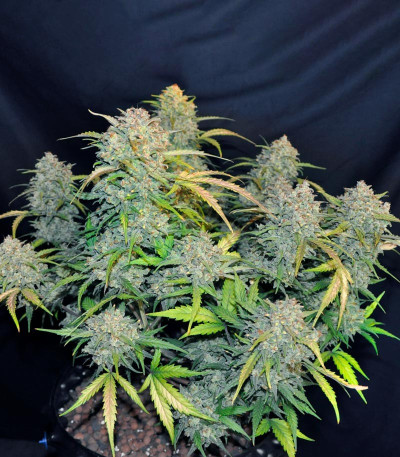 Gelato Auto fem (Herbies Seeds) семена конопли