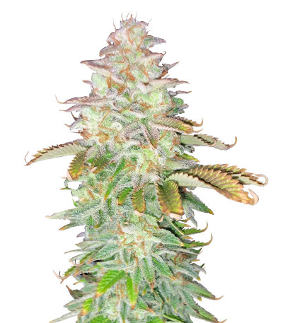 Jungle Lava fem (Original Sensible Seeds) семена конопли