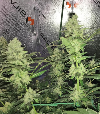 Muneka Rusa (Russian Doll) fem семена конопли