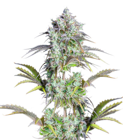 Original Big Bud Auto fem (FastBuds) семена конопли