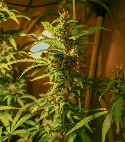 Royal Gorilla Automatic fem (Royal Queen Seeds) семена конопли