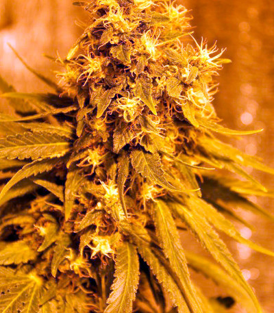 Royale Haze fem (Dinafem Seeds) семена конопли