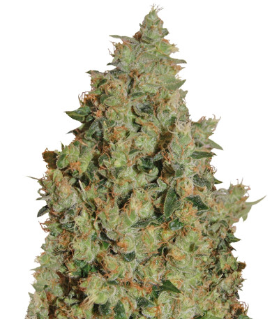 Tangerine Dream fem (Barney's Farm) семена конопли