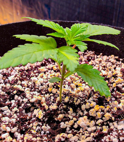 Семена конопли сорта White Widow