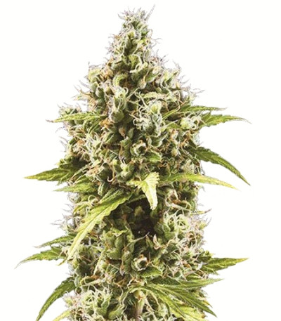 Auto Amnezia Platinum fem семена конопли