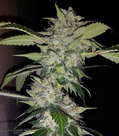 Auto Anubis fem (Pyramid Seeds) семена конопли