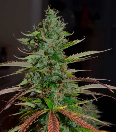 Auto Banana Blaze (Dutch Passion) семена конопли