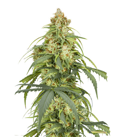 Auto CBD-Victory fem (Dutch Passion) семена конопли