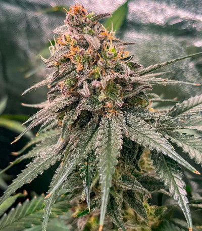 Blueberry Muffin fem (Humboldt Seed Company) семена конопли