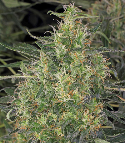 CBD-Chronic fem (Serious Seeds) семена конопли
