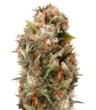 Chemdawg reg (Humboldt Seeds) семена конопли