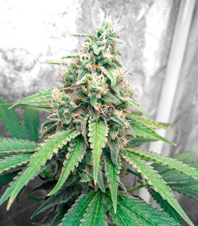Gorilla Glue # 4 fem ( Cali Buds Seeds) семена конопли