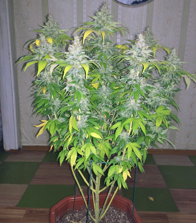 Mazar fem (Dutch Passion) семена конопли