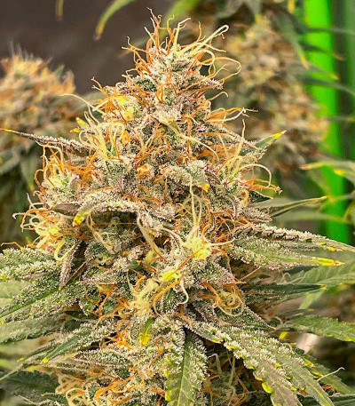 Mint Jelly Auto fem (Humboldt Seed Company) семена конопли