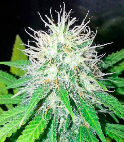 Shark Attack fem (Dinafem Seeds) семена конопли