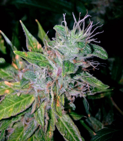 Think Different Auto fem (Dutch Passion) семена конопли