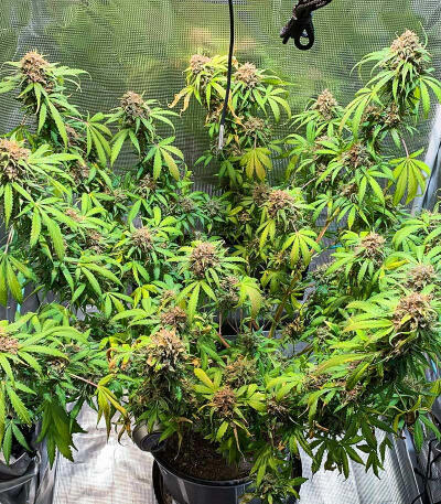 Gorilla Glue #4 Fast Version fem (Easy Grow Seeds) семена конопли