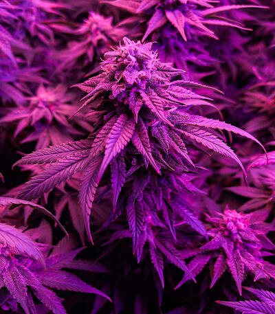 Gummy Skunk Fast Version fem (Easy Grow Seeds) семена конопли