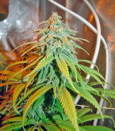 Сорт каннабиса Amnesia Lemon