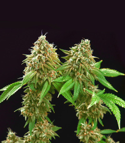 Bruce Banner fem (Cali Buds Seeds) семена конопли