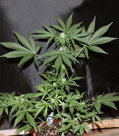 CBD Auto 20:1 fem (FastBuds) семена конопли