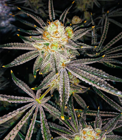 Candy House fem (UKHTA) семена конопли