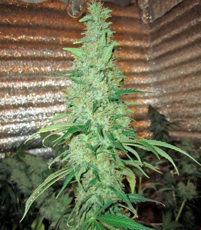 Damnesia fem (Strain Hunters) семена конопли