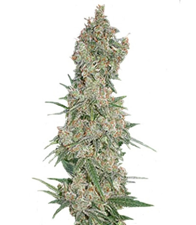 Far Out fem семена конопли