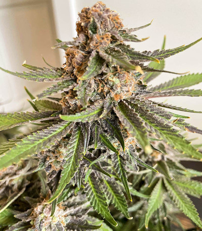 Grandaddy Banner fem (AlphaFem Seeds) семена конопли
