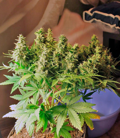 Lowryder 2 auto fem марихуана