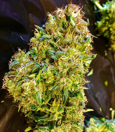 Mexican Airlines Auto fem семена конопли